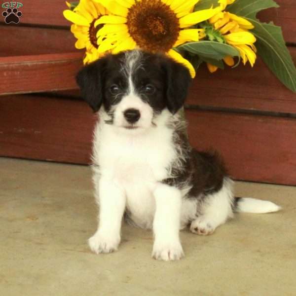 Harley, Jack-a-poo Puppy