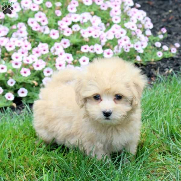 Harley, Havapoo Puppy