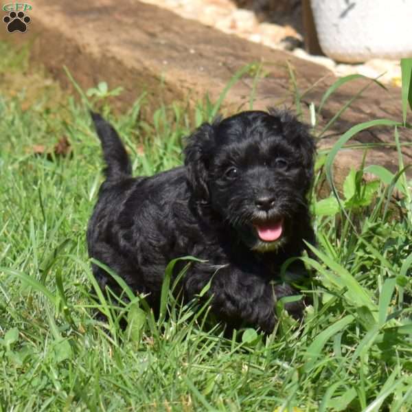 Harley, Yorkie Mix Puppy