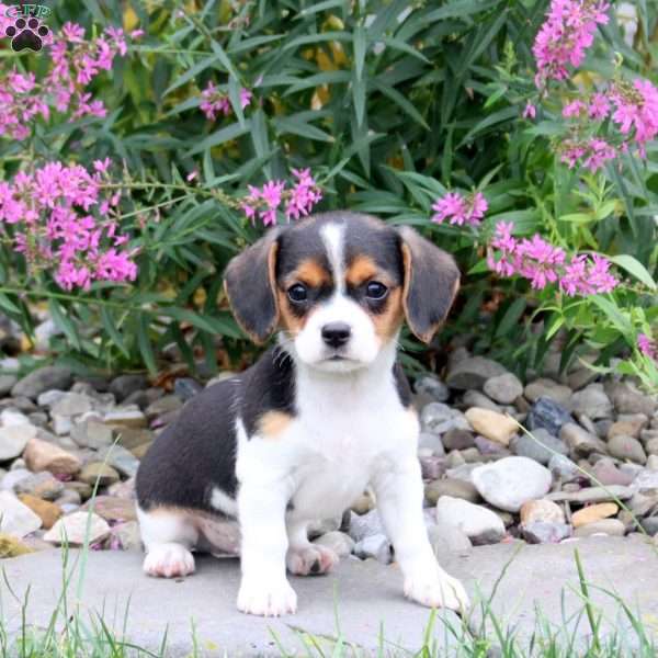Harley, Cavalier King Charles Mix Puppy