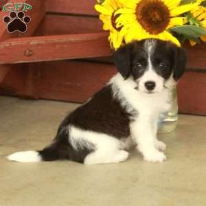 Harley, Jack-a-poo Puppy