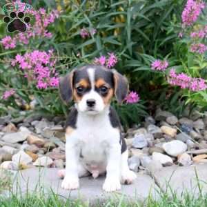 Harley, Cavalier King Charles Mix Puppy