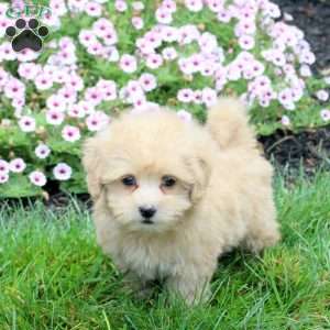 Harley, Havapoo Puppy