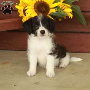 Harley, Jack-a-poo Puppy
