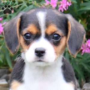 Harley, Cavalier King Charles Mix Puppy