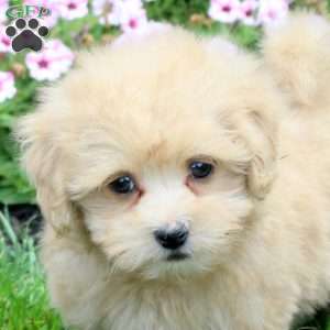 Harley, Havapoo Puppy