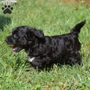 Harley, Yorkie Mix Puppy
