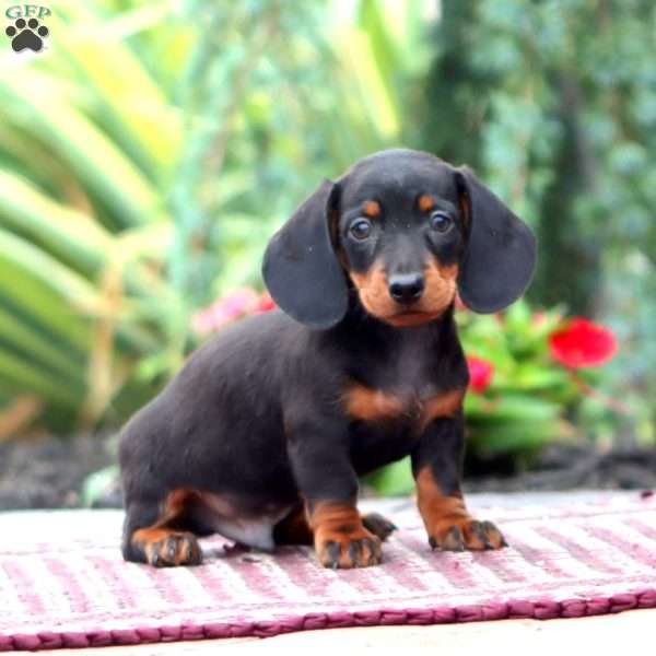 Harley – Mini, Dachshund Puppy
