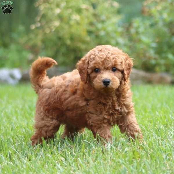 Harley, Cockapoo Puppy