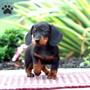 Harley – Mini, Dachshund Puppy