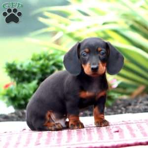 Harley – Mini, Dachshund Puppy