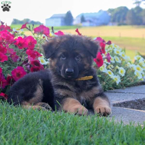 Harmony, German Shepherd Puppy