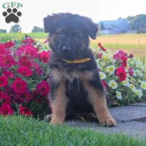 Harmony, German Shepherd Puppy