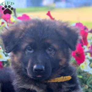 Harmony, German Shepherd Puppy