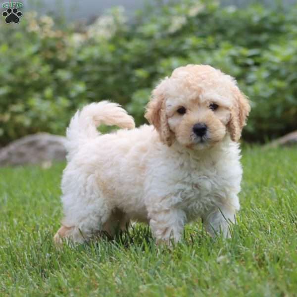 Harold, Cockapoo Puppy