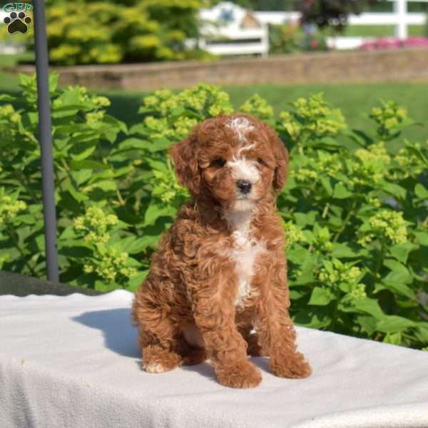 Harper, Cavapoo Puppy