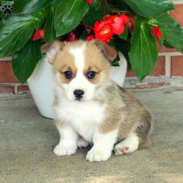 Harper, Pembroke Welsh Corgi Puppy