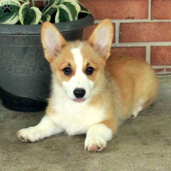 Harper, Pembroke Welsh Corgi Puppy