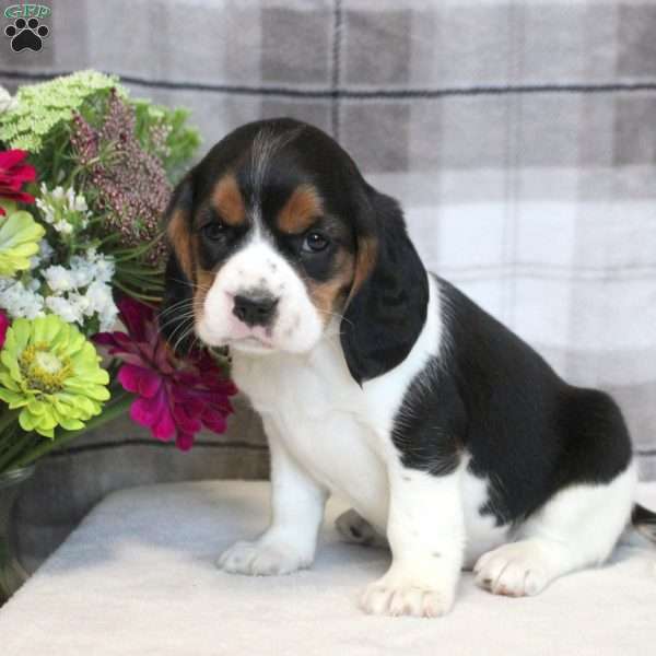 Harper, Beaglier Puppy