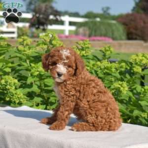 Harper, Cavapoo Puppy
