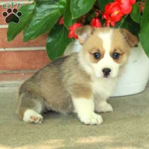 Harper, Pembroke Welsh Corgi Puppy