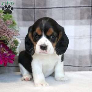 Harper, Beaglier Puppy