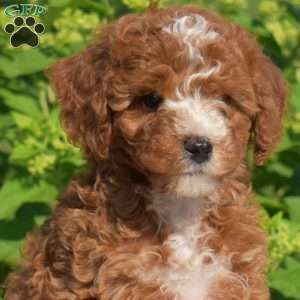 Harper, Cavapoo Puppy