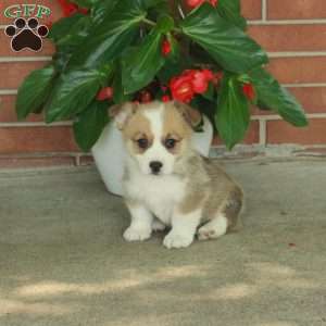 Harper, Pembroke Welsh Corgi Puppy