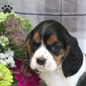 Harper, Beaglier Puppy