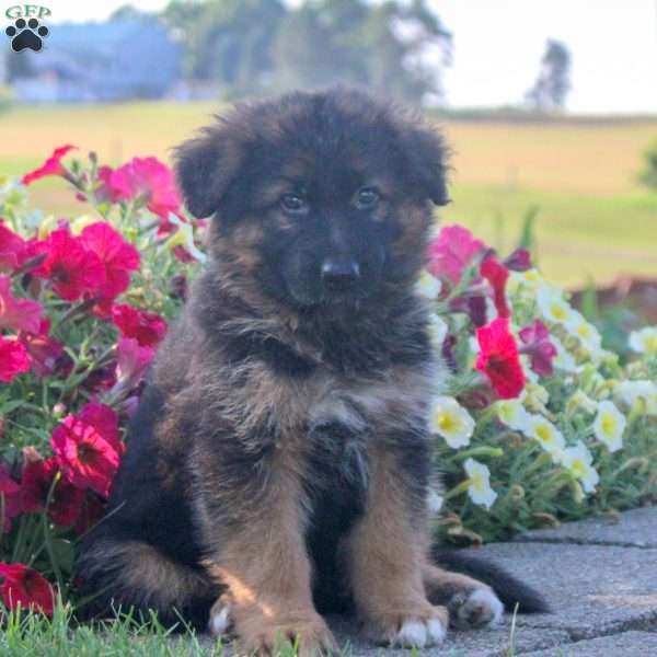 Harper, German Shepherd Puppy