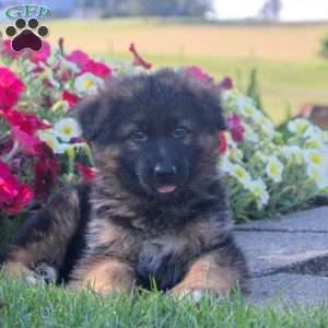 Harper, German Shepherd Puppy