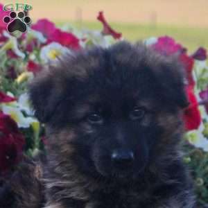 Harper, German Shepherd Puppy