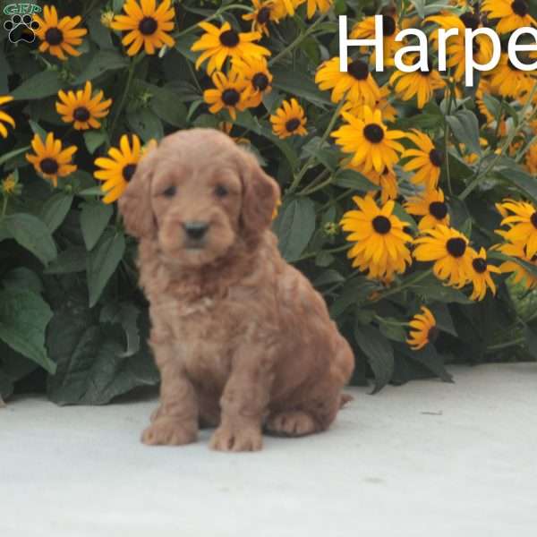 Harper, Mini Goldendoodle Puppy