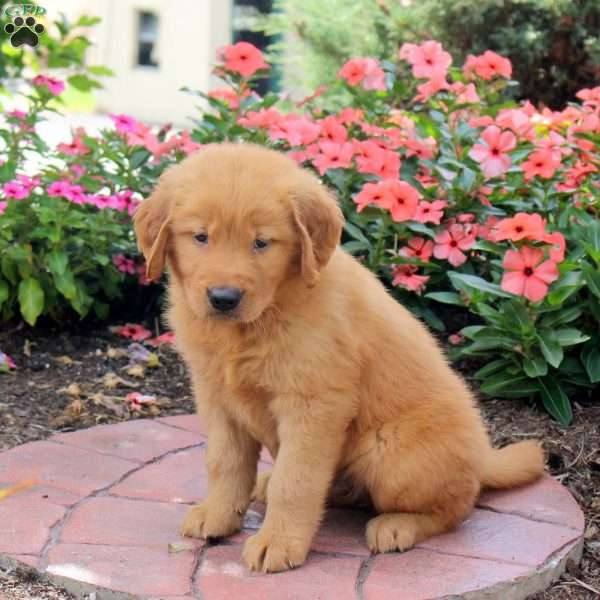 Harry, Golden Retriever Puppy