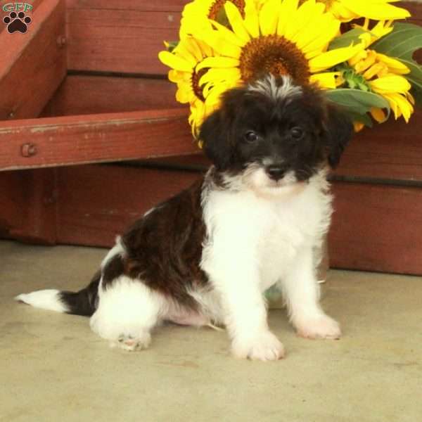 Harvey, Jack-a-poo Puppy