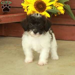 Harvey, Jack-a-poo Puppy