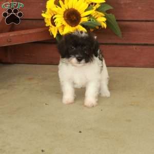Harvey, Jack-a-poo Puppy