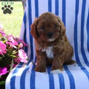 Harvey, Cavapoo Puppy