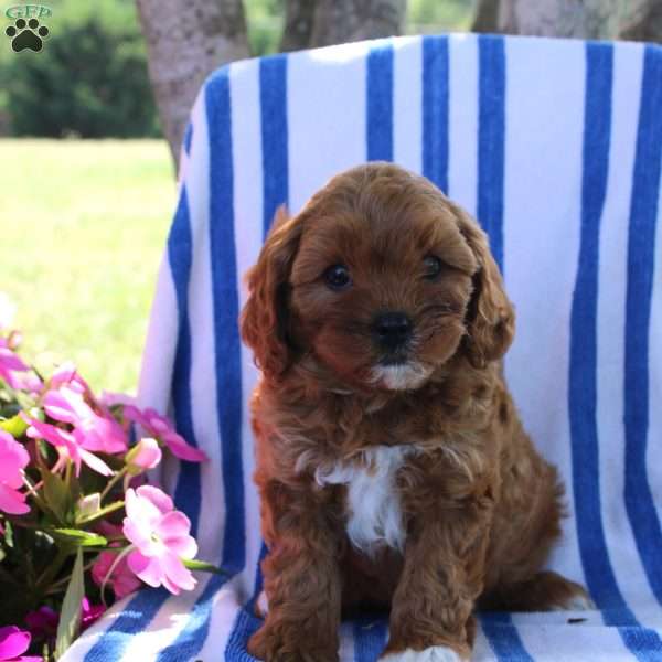 Harvey, Cavapoo Puppy