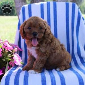 Harvey, Cavapoo Puppy