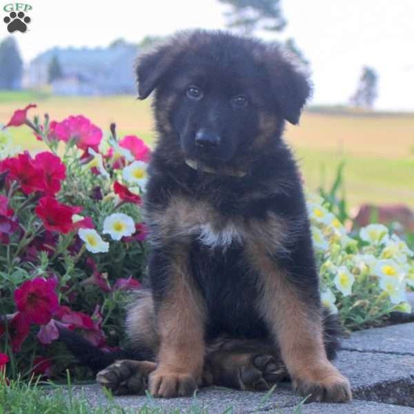 Havanna, German Shepherd Puppy