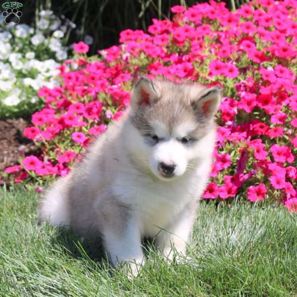 Haven, Alaskan Malamute Puppy
