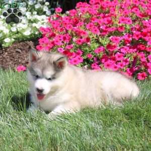 Haven, Alaskan Malamute Puppy