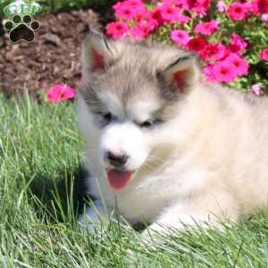 Haven, Alaskan Malamute Puppy