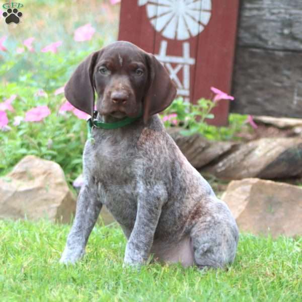 Haven, German Shorthaired Pointer Puppy