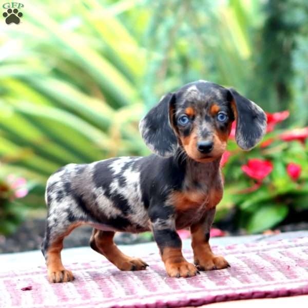 Haven – Mini, Dachshund Puppy