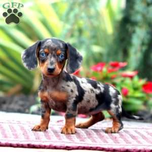 Haven – Mini, Dachshund Puppy