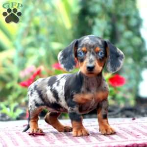 Haven – Mini, Dachshund Puppy