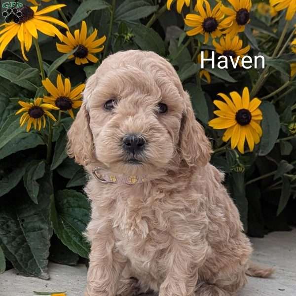 Haven, Mini Goldendoodle Puppy