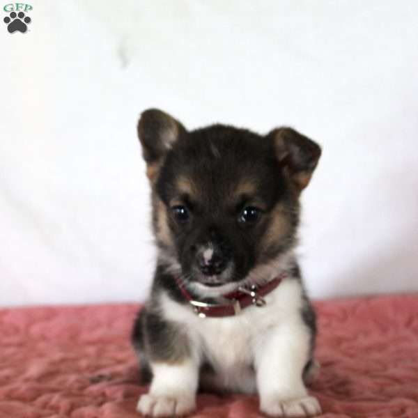 Haven, Pembroke Welsh Corgi Puppy